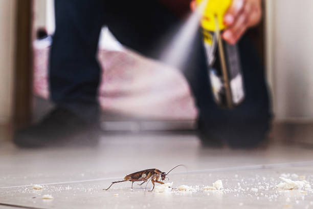 Best Termite Control Services  in Brittany Farms The Highlands, PA